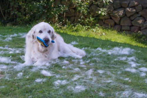 brushinggolden612a24ca0329f8d2.jpg