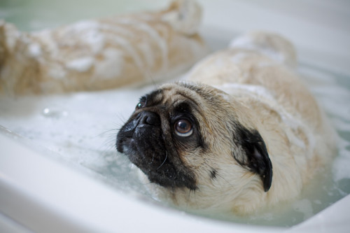 pug-dog-groomingae5e0a36faf4f6e6.jpg