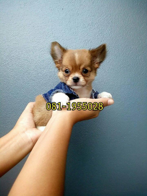 44491690 341090879977400 6462109017903726592 n