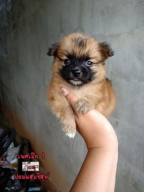 44564526 1845983892146831 971155946019487744 n