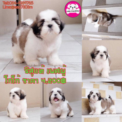 44601976 1711956495575094 5178973257457467392 n