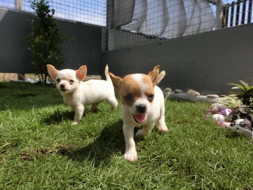 44668847 570546743379915 4502445423629172736 n