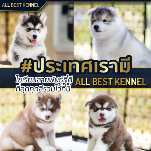 45087151 2160286604006222 267771647329566720 n