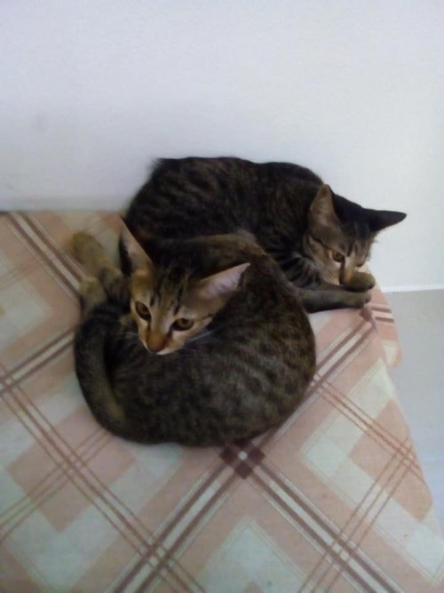 45377571 2221495667869215 8909048823846797312 n