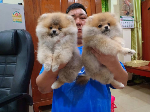 45545870 1188555631283169 2328010971810889728 n