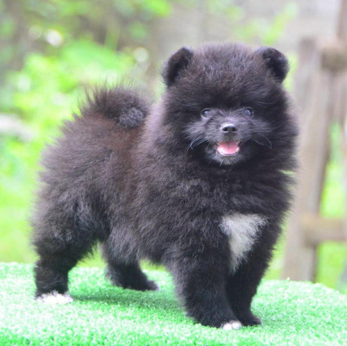 45558446 2478020882238836 588560353781088256 n