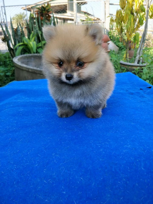 45654747 1990553911061277 7582608712041234432 n