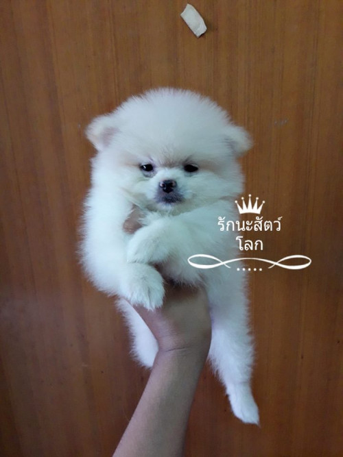 45795013 10213165720712703 7160327377174659072 n