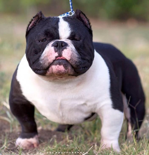 American-Bully-Micro-Bully-Exotic-Pocket-Extreme-photo-foto-imagem-video-016.jpg