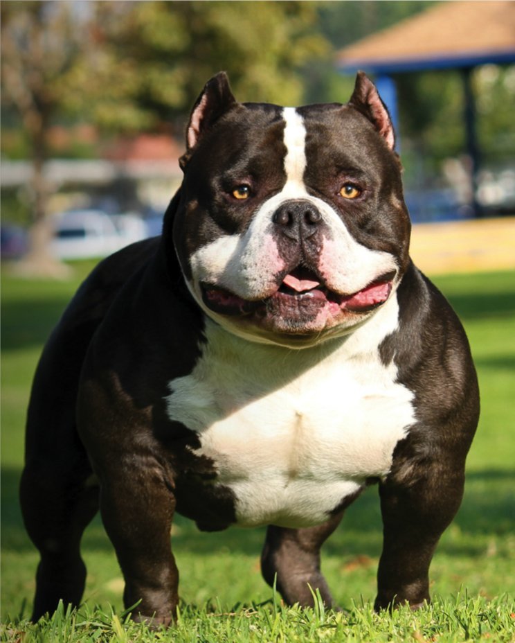 Pin on American Bully Studs