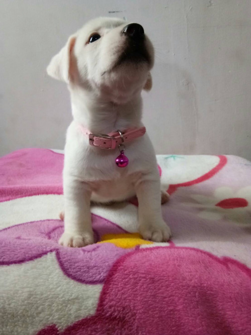 timeline 20181115 195941