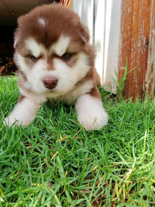 45723514 2313616865579138 4997839729077518336 n