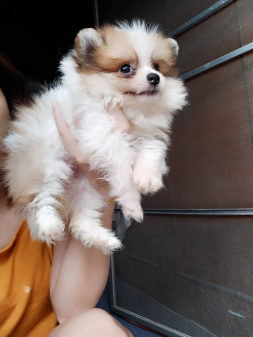 46453217 2067535076673263 3543837310464294912 n