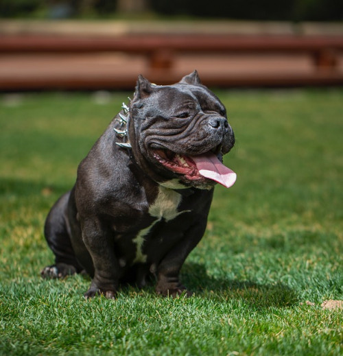 bully-dog-2314909_640.jpg