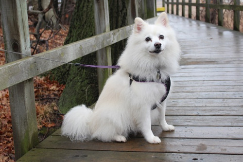 dog-2100992_640.jpg