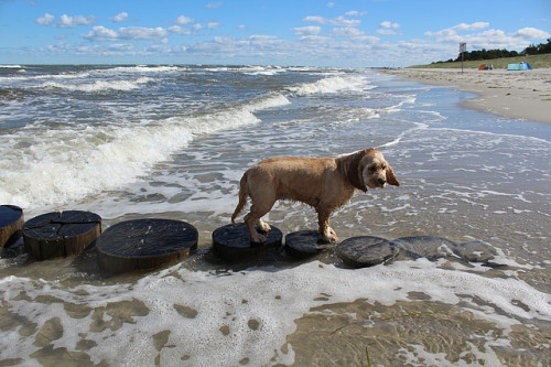 dog-on-beach-1483553_640.jpg