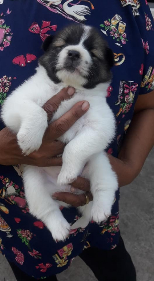 46458574 2112956912058273 5331372599928684544 n