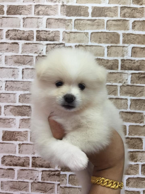 46493215 2153659118284970 4457800634451623936 n