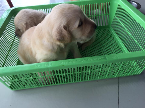 46480077 522270081590676 9221484927009161216 n