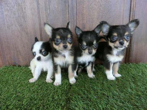 46663209 586875501747039 8734285646794850304 n