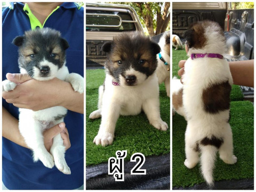 46741280 121291388875213 2043461292437536768 n