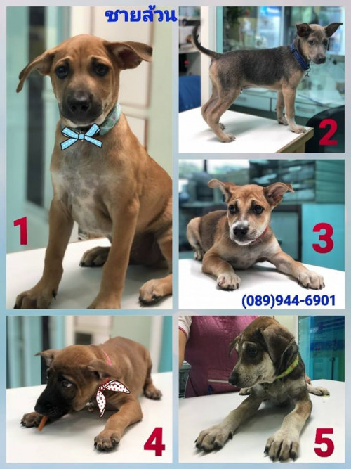 46789717 1895624310556641 6265136036683186176 n