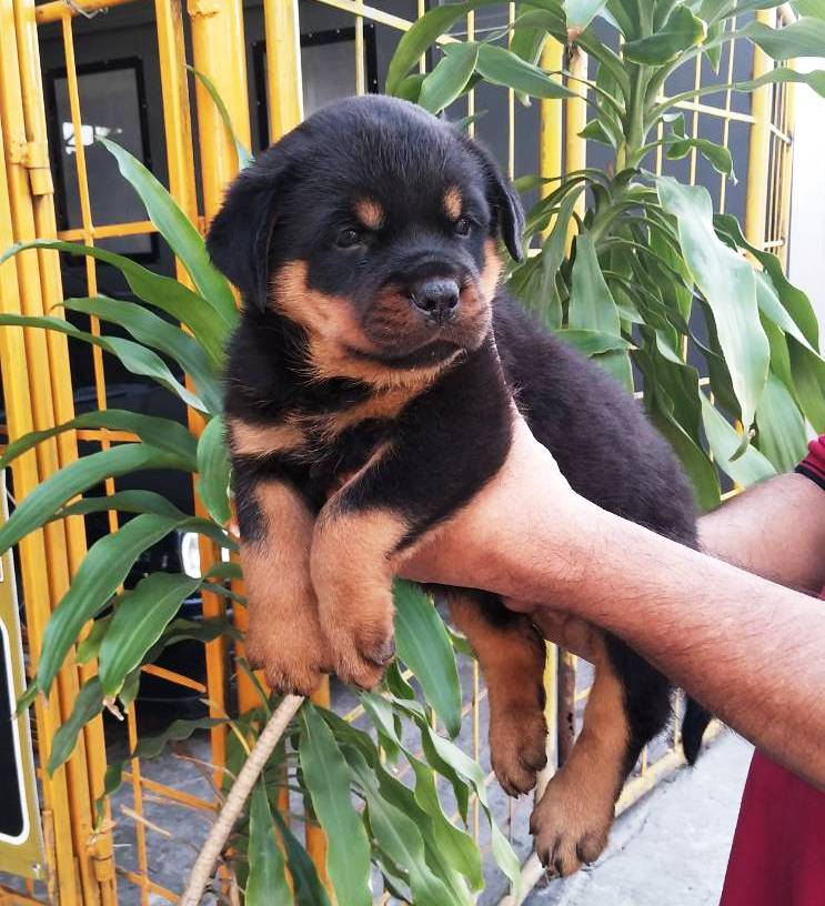 ขายลูกสุนัขร็อตไวเลอร์โครงสร้างใหญ่มาก พ่อพันธุ์นำเข้าเซอร์เบีย -  ตลาดซื้อขายหมาทุกสายพันธุ์ รูปหมาน่ารักและคลิปหมาน่ารัก