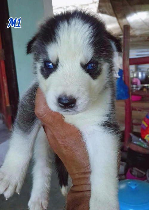 47242367 193641321575895 2736814570453598208 n