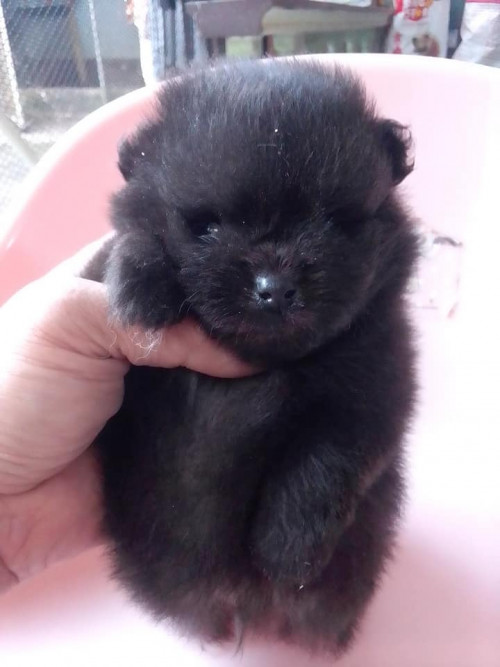 47355500 2152207995028628 98606238593449984 n