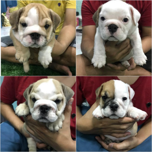 47500422 571183413320554 7411157938322014208 n