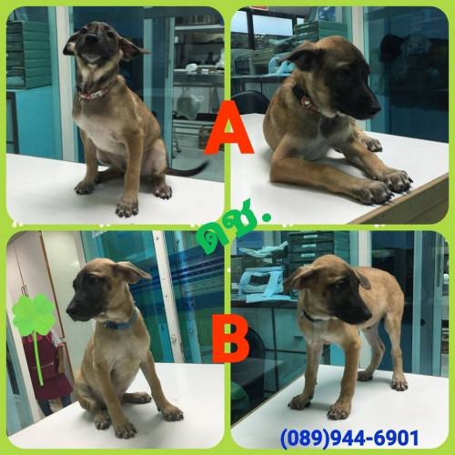 47578058 1919745764811162 6454365479631847424 n