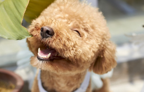 dog-1558962_640.jpg