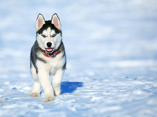 dog 2332240 640