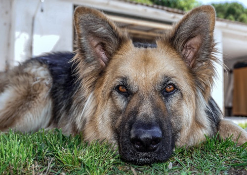 dog-3428575_64069400bceec6f1324.jpg
