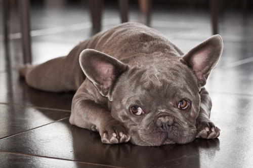 dog-3701377_640.jpg