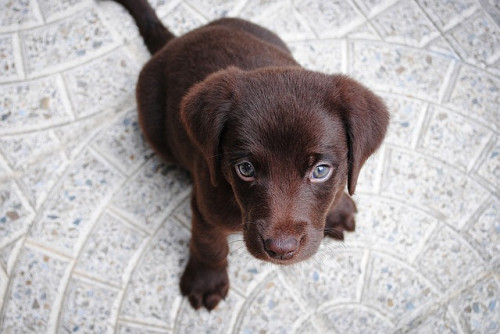 puppy 1082141 640