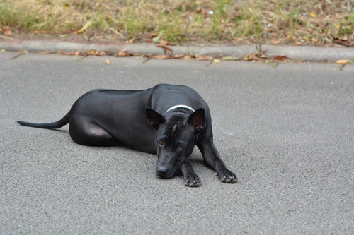 thai-ridgeback-1515760_640.jpg