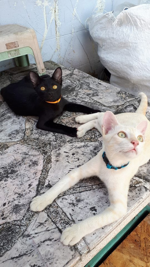 48384619 2054570844622811 2986123179874844672 n