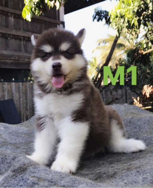 48392144 2034937016583482 6327062176532004864 n