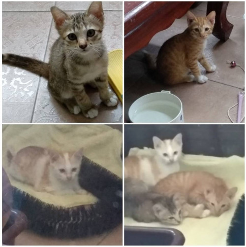 49155131 2202975053297903 1108913044898971648 n