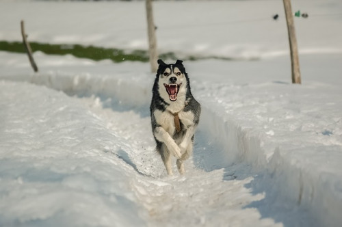 dog 2862029 640