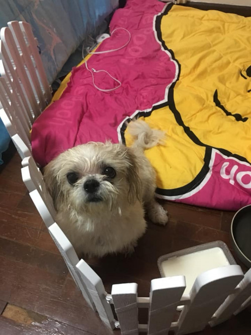 49023151 198444211110904 3907150389329264640 n