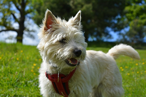 cairn terrier 1083165 640