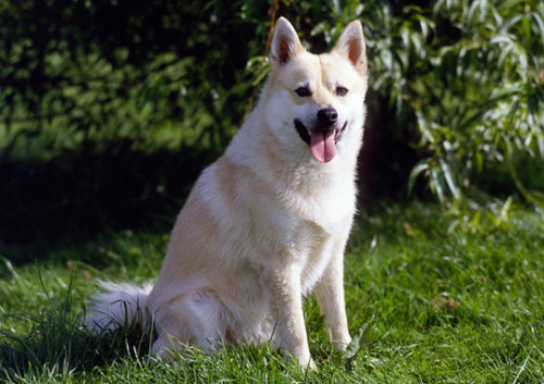 สุนัขสายพันธุ์ นอร์วีเจียน บูฮุนด์ (Norwegian Buhund)