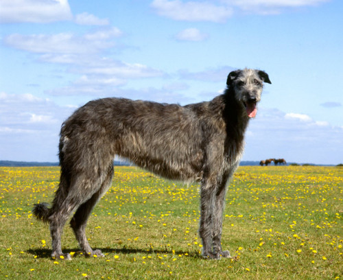 Deerhound