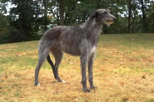 DeerhoundII