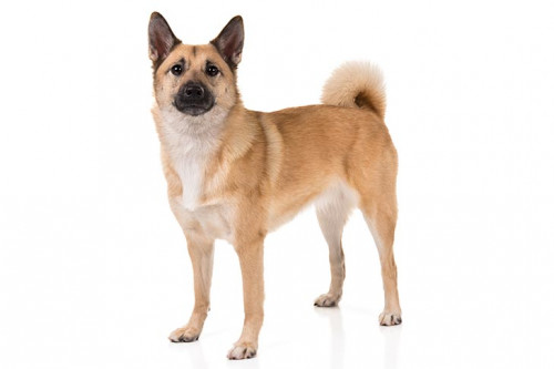 Norwegian Buhund On White 01