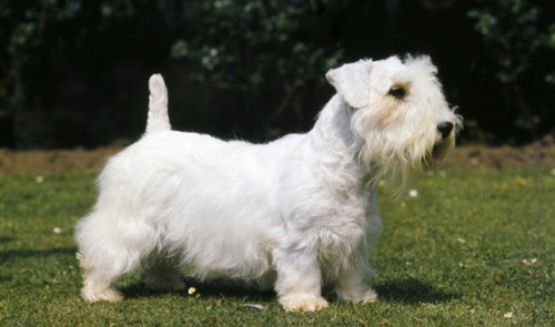 Sealyham Terriers