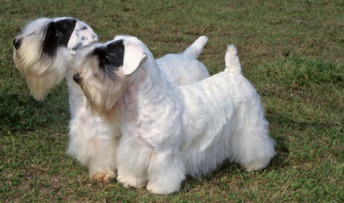 Sealyham TerriersI