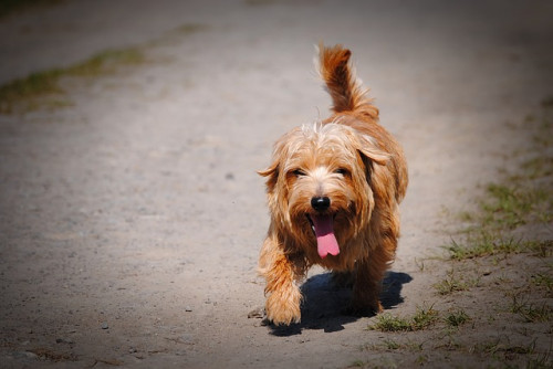 dog 1310076 640